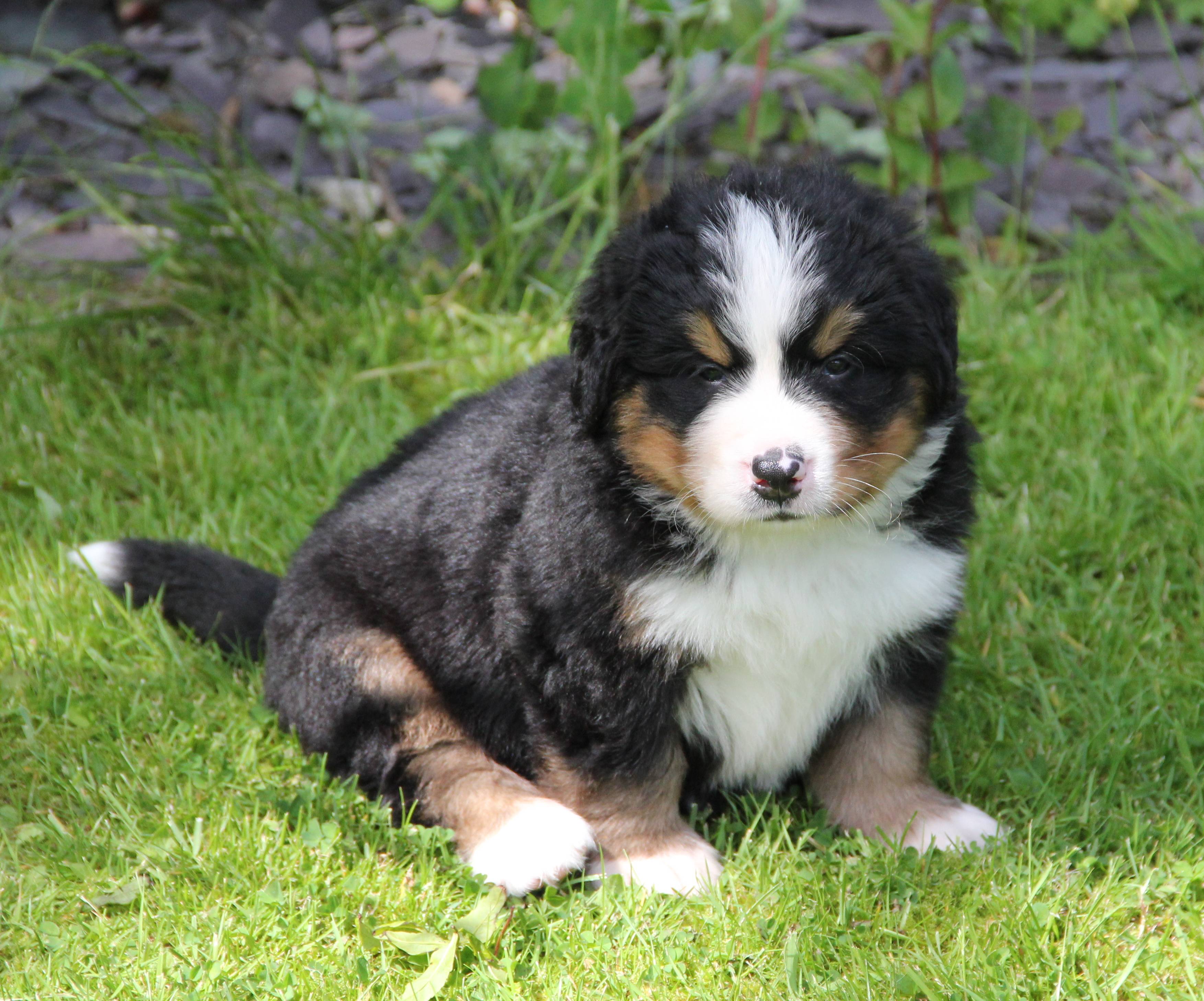 Bernese sales mountain puppy